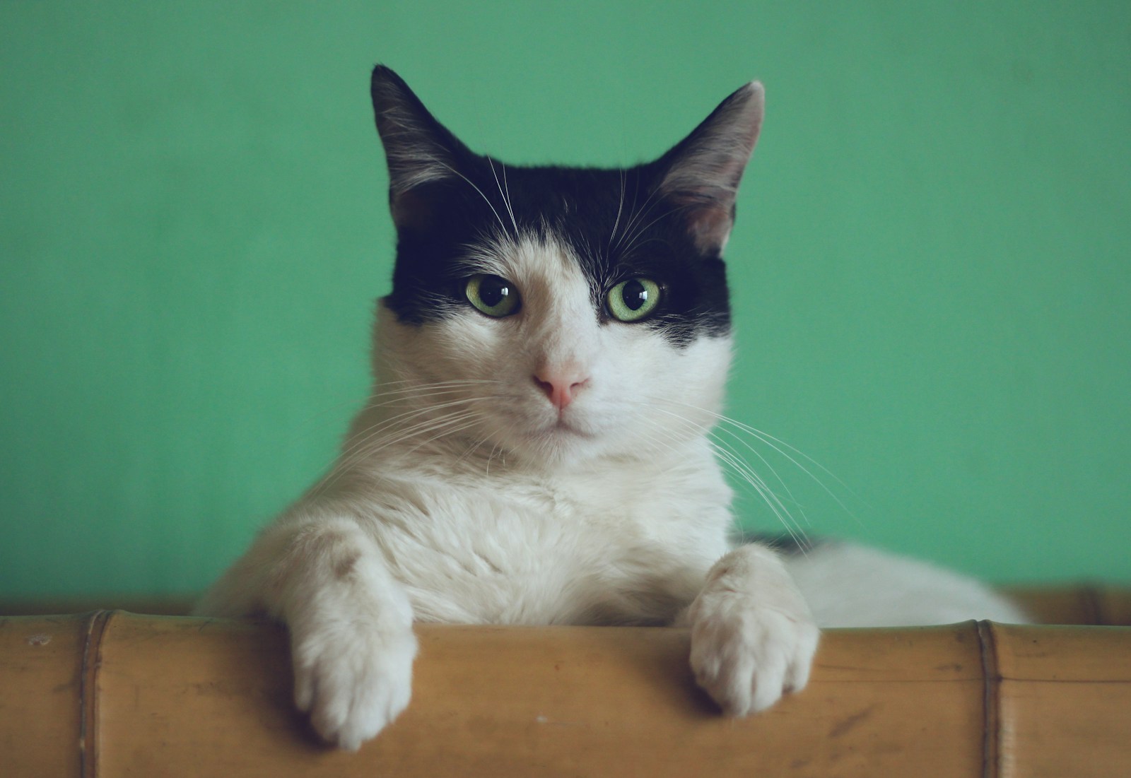 Chat, photographie d’illustration