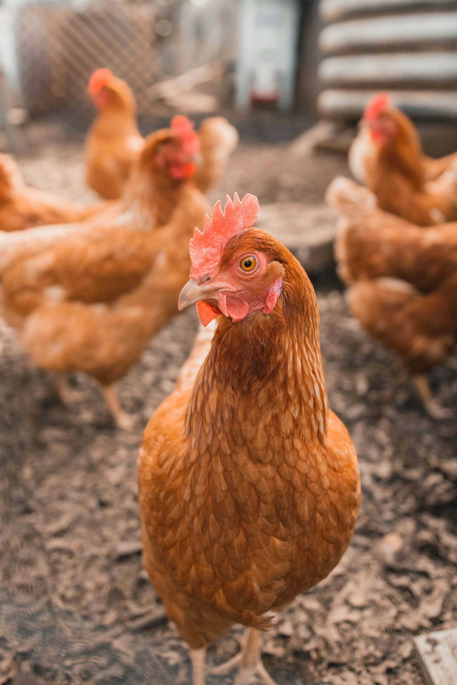 Poules de basse-cour